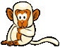 :monkey